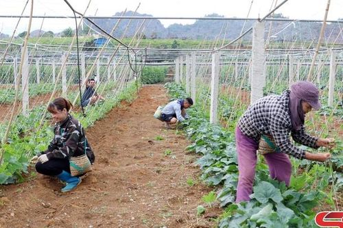 Nâng cao thu nhập từ trồng rau màu