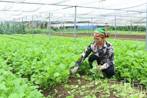 Phát huy lợi thế ven sông Cầu