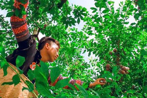 Mận hậu Phiêng Khoài lên máy bay, xuất ngoại giúp người dân giảm nghèo bền vững