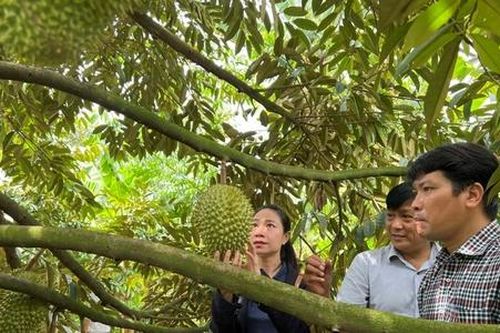Kế Sách mở lối thoát nghèo từ vườn cây ăn trái