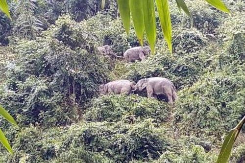 Điểm sáng trong bảo tồn sinh cảnh voi và đa dạng sinh học tại Quảng Nam