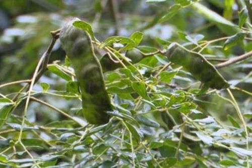 Hiệu quả hàng rào bồ kết làm giảm xung đột giữa người và voi rừng
