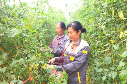 Hợp tác xã trên địa bàn tỉnh tăng gần 50%
