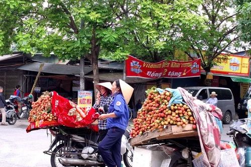 Dân trồng vải háo hức vì vải sớm đầu mùa giá cao vẫn 'cháy hàng'