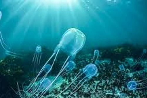 Cảnh báo viêm da nặng do sứa biển
