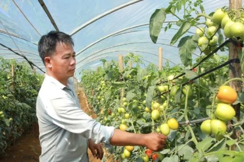 Nông dân Mộc Châu tích cực nâng cao giá trị sản phẩm nông nghiệp