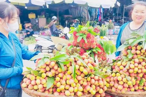 Vải thiều Việt vào mùa: ngọt lành từ vườn nhà ra thế giới