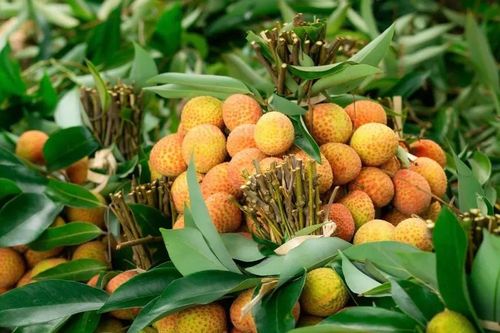 Bắc Giang: Vải thiều chín sớm bán giá 40.000 - 80.000 đồng/kg