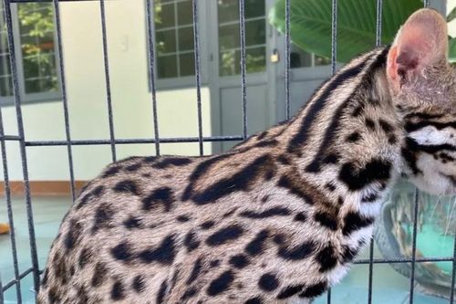 Kon Tum: Tiếp nhận cá thể mèo rừng và rùa núi viền do người dân tự nguyện giao nộp