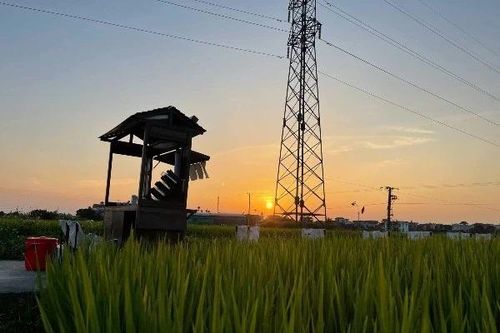 Độc đáo quán cà phê giữa đồng lúa xanh ở Thái Bình