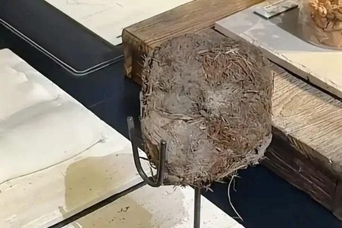 Đại gia chi chục triệu chỉ để thử món ăn từ phân voi