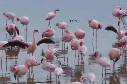 Chim hồng hạc nhỏ ở châu Phi mất dần địa điểm sinh sản do nước thải