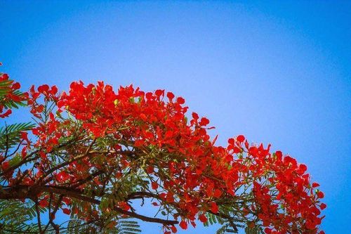 Long Khốt rợp trời hoa phượng đỏ