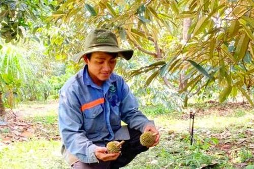 Sầu riêng non ở Gia Lai rụng hàng loạt