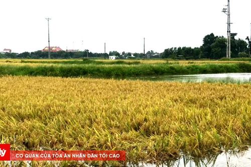 Khi thời tiết viết lại lịch mùa vụ