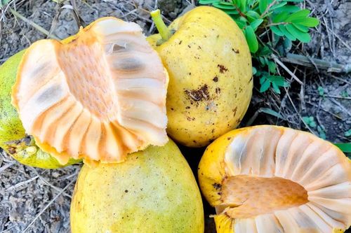 Quả dại vàng ươm, thơm nức, xưa rụng đầy gốc nay phải 'săn lùng' mới có