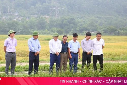 Chủ động ứng phó với thiên tai, đẩy nhanh thu hoạch lúa xuân
