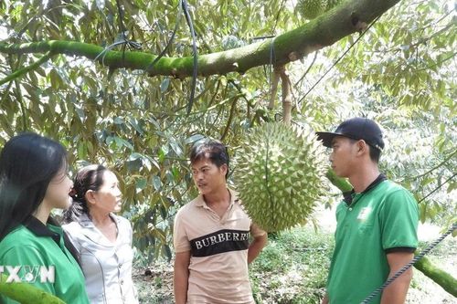 Tây Ninh 'sẵn sàng vượt rào cản kỹ thuật' xuất khẩu sầu riêng sang Trung Quốc