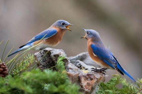 Bất ngờ loài chim hiểu 'ân nghĩa' như con người