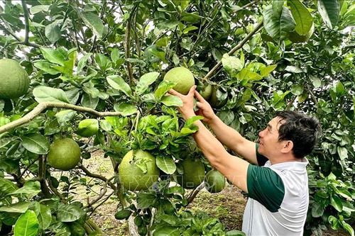 Phát triển du lịch cộng đồng gắn với vườn cây ăn trái