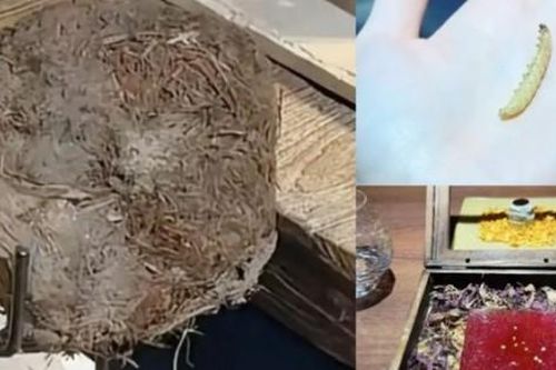 Nhà hàng bán đồ ngọt làm từ… phân voi, khách chi hơn chục triệu để thử