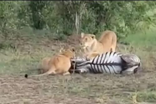 CLIP: Ngựa vằn bỏ mạng dưới nanh vuốt sư tử sau cuộc rượt đuổi nghẹt thở
