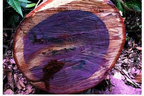 Việt Nam sỡ hữu một trong 5 loại gỗ quý nhất hành tinh, giá hơn 2 tỷ đồng/kg