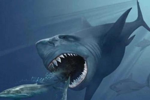Bí ẩn về bữa ăn của quái vật Megalodon được hé lộ: Không chỉ săn cá voi như ta từng nghĩ
