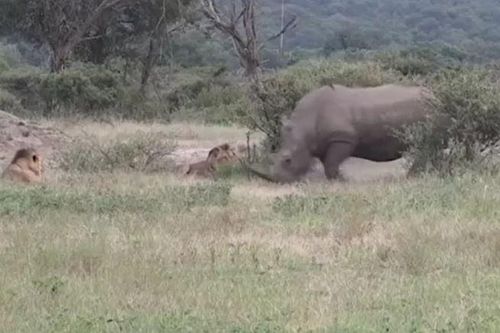 CLIP: Đang nằm nghỉ ngơi, đàn sư tử bỗng co giò bỏ chạy khi con vật này xuất hiện