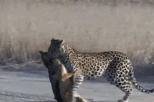 CLIP: Mải mê săn chim bồ câu, chó rừng từ kẻ đi săn biến thành con mồi của báo hoa mai