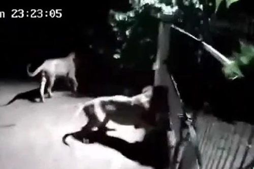 CLIP: Nửa đêm, 2 con sư tử tới cổng đe dọa chó nhà rồi nhận lại màn chống trả quyết liệt