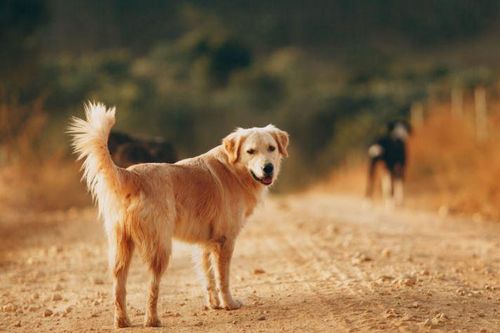 Vì sao chó thường âm thầm rời đi trước khi chết? Sự thật đau lòng khiến ai cũng nghẹn ngào