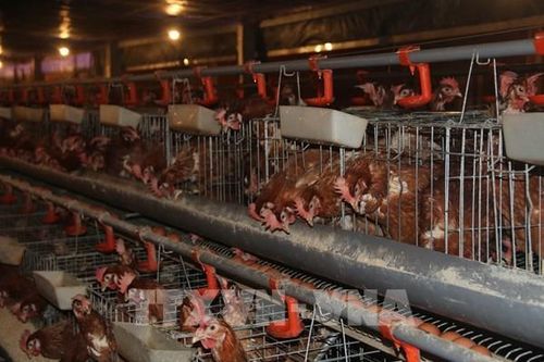Xúc tiến thu hút doanh nghiệp lớn đầu tư phát triển ngành hàng gia cầm