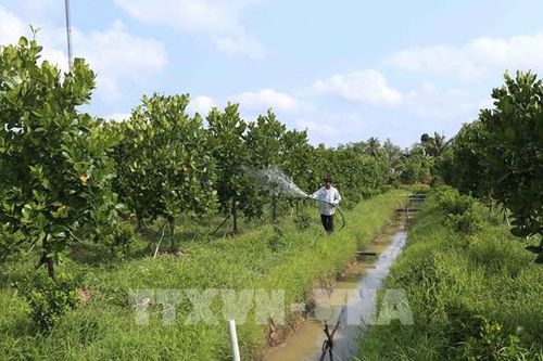 Bến Tre định hình 'vùng lõi' nông nghiệp chủ lực