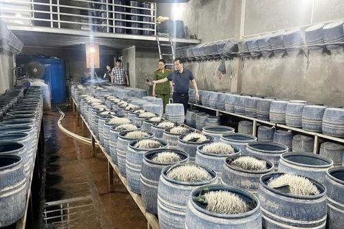 Lào Cai: Triệt phá hai cơ sở bán hơn 300 tấn giá đỗ ngâm hóa chất