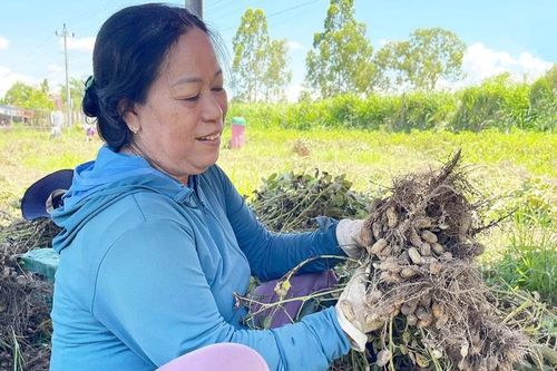 Nông dân Ia Trốk thu nhập cao từ cây đậu phộng