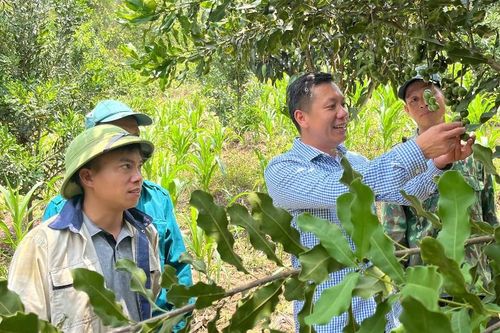 Trồng mắc ca tại Pha Mu đã có tín hiệu vui