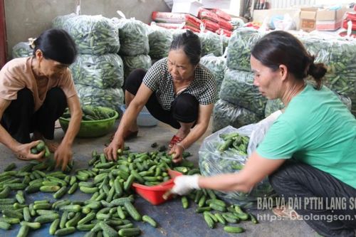 Hợp tác xã Bản San: 'Thương gia' đến với nhà nông