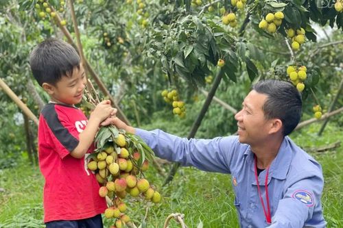 Niềm vui mùa vải chín sớm