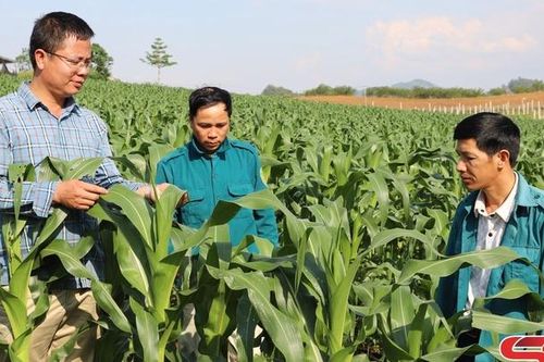 Điểm sáng trong sản xuất nông nghiệp hữu cơ