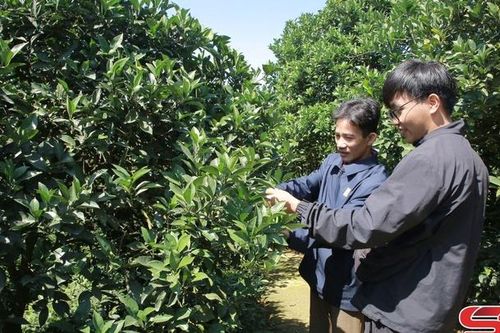 Vân Sơn chuyển đổi cơ cấu cây trồng