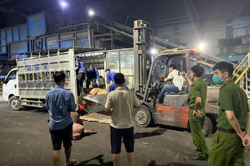 Vĩnh Phúc: Buộc tiêu hủy 1 tấn lợn chết đã bốc mùi đang trên đường tiêu thụ