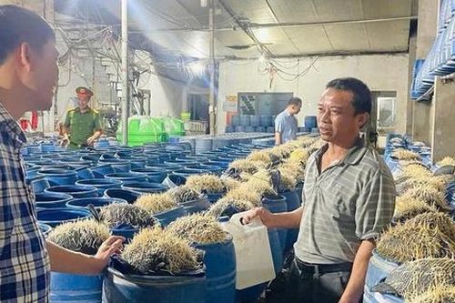 Lào Cai: Hai cơ sở sản xuất hàng trăm tấn giá đỗ 'tắm' hóa chất độc hại