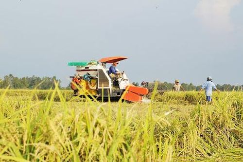 HTX gặp khó khi muốn tập trung đất trồng lúa