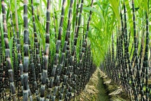 Ngành mía đường quý 1/2025: Lợi nhuận phân hóa mạnh, tồn kho cao kỷ lục gây áp lực lớn