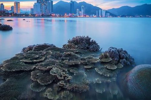Vào khu vực có san hô ở biển Nha Trang để khai thác thủy sản bị xử phạt thế nào?