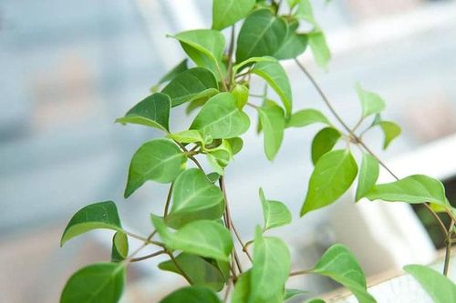 4 món ăn bài thuốc hỗ trợ trị tiểu buốt, tiểu rắt