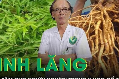 Cây đinh lăng: 'Nhân sâm cho người nghèo' trong y học cổ truyền
