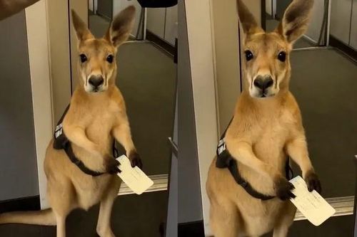 Video con kangaroo có vé nhưng bị cấm bay viral khắp cõi mạng, thực hư ra sao?