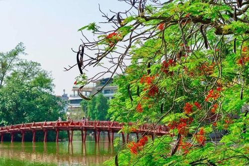 Tháng 5 mùa hoa phượng đỏ nở rộ giữa lòng Thủ đô